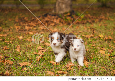 Two Australian Shepherd puppies with blue eyes walking on green grass covered with autumn leaves, brown and white fluffy dogs outdoors in park 132149685