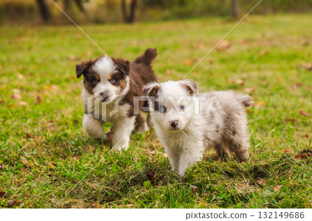 Two Australian Shepherd puppies exploring the autumn grass, one brown and one merle with blue eyes, walking together in a sunny park 132149686