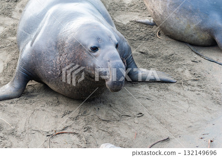 At elephant seal vista point 132149696