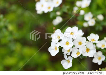 Yukiyanagi特寫鏡頭 132149709