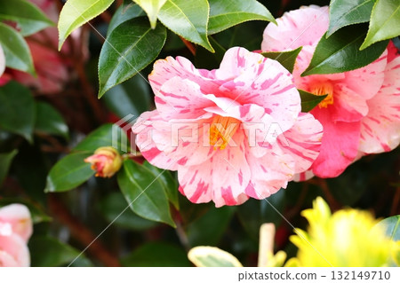 山茶花特寫鏡頭 132149710