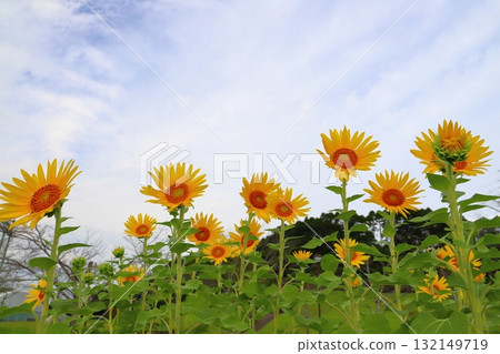 Cloudy sky sunflowers Cloudy sky sunflowers 132149719
