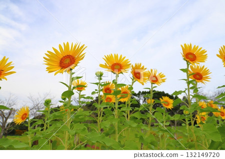 Cloudy sky sunflowers Cloudy sky sunflowers 132149720