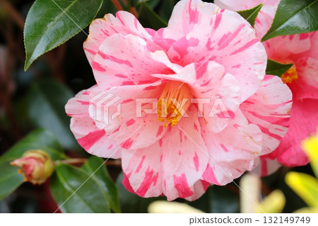 山茶花特寫鏡頭 132149749