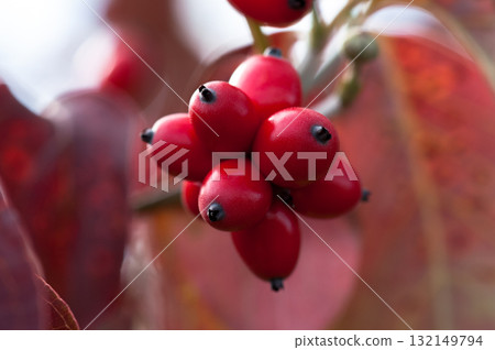 花樹果實 132149794