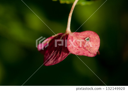 The Last Hydrangea 132149920