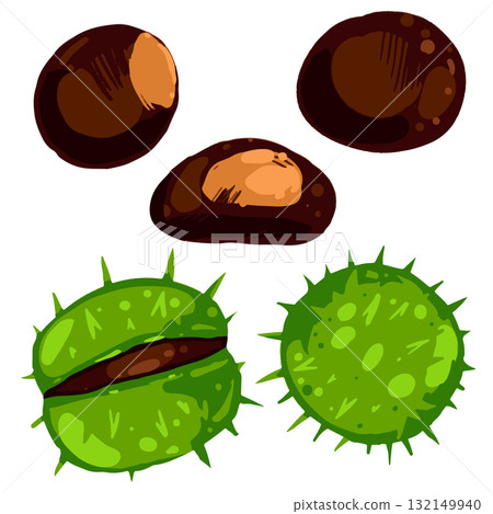 Vector illustration of chestnuts and green spiky husks. Hand drawn autumn nuts isolated on white background 132149940