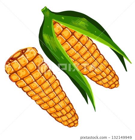 Vector illustration of two ripe corn cobs with green leaves. Hand drawn maize plant isolated on white background Vector illustration of two ripe corn cobs with green leaves. Hand drawn maize plant isolated on white background 132149949