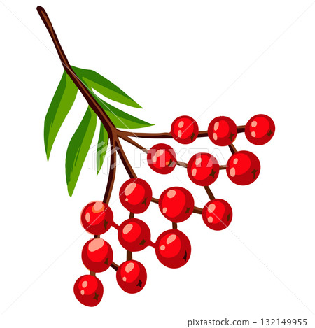 Vector illustration of a red rowanberry branch with leaves. Hand drawn autumn plant isolated on white background 132149955