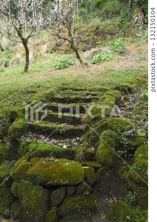 長滿青苔的石階(鹿兒島縣鹿兒島市) 長滿青苔的石階(鹿兒島縣鹿兒島市) 132150104