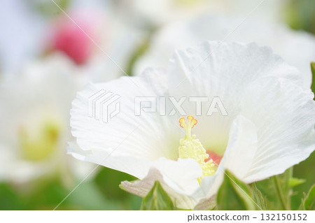 White Hibiscus flowers in the morning White Hibiscus flowers in the morning 132150152
