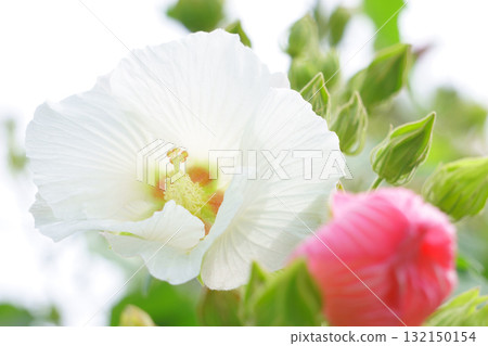 早上的白芙蓉花 早上的白芙蓉花 132150154