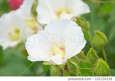 初秋盛開的白色花朵:木槿花 初秋盛開的白色花朵:木槿花 132150156