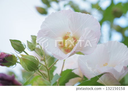 傍晚的粉紅芙蓉花 132150158