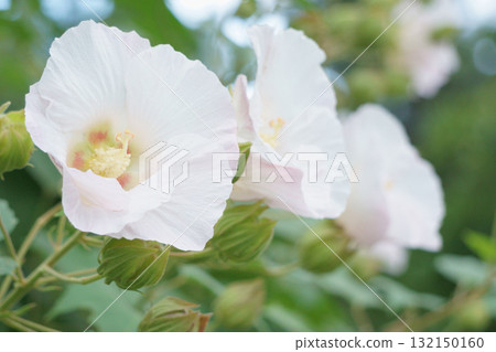 芙蓉花已經變成淡粉色 132150160