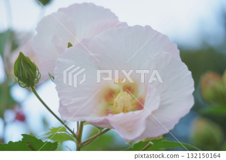 Pink flowers Hibiscus suihiyou 132150164
