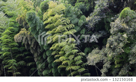 Bamboo grove Bamboo grove 132150168