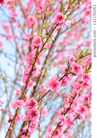 紅桃樹垂直位置 紅桃樹垂直位置 132150261