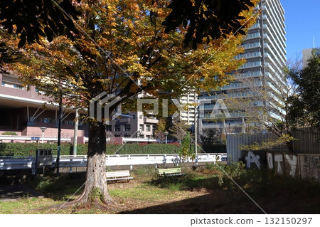 壽町公園的秋天(埼玉縣川口市) 壽町公園的秋天(埼玉縣川口市) 132150297
