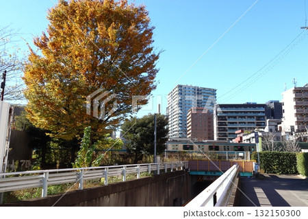 壽町公園的秋天(埼玉縣川口市) 壽町公園的秋天(埼玉縣川口市) 132150300