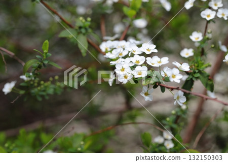 Yukiyanagi特寫鏡頭 132150303