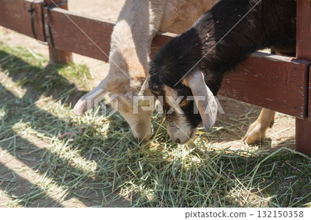 Goat begging for food Goat begging for food 132150358