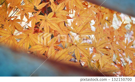Golden orange maple leaves seen through a window 132150700