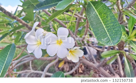 Beautiful White Plumeria Flowers with Green Leaves in Natural Tropical Garden Beautiful White Plumeria Flowers with Green Leaves in Natural Tropical Garden 132150738