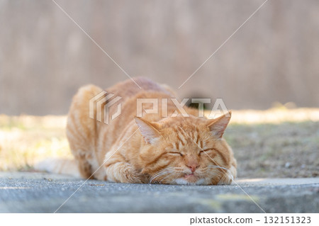Tabby cat sleeping soundly Tabby cat sleeping soundly 132151323