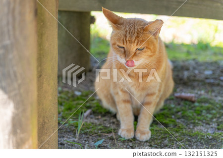 Tabby cat licking its nose Tabby cat licking its nose 132151325