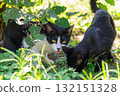 Kitten in the shade Kitten in the shade 132151328