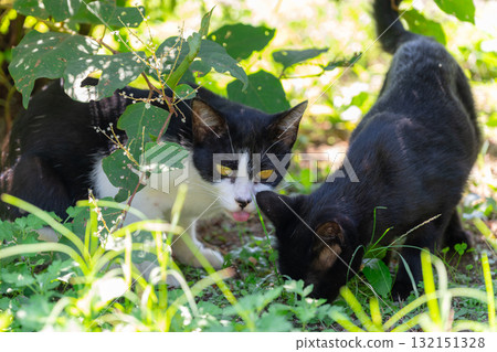 Kitten in the shade Kitten in the shade 132151328