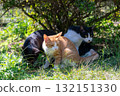 Three kittens relaxing in the shade of a tree Three kittens relaxing in the shade of a tree 132151330