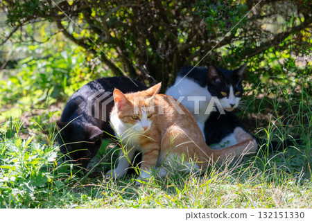 三隻小貓在樹蔭下休息 三隻小貓在樹蔭下休息 132151330