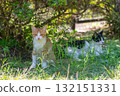 Kitten relaxing in the shade of a tree Kitten relaxing in the shade of a tree 132151331