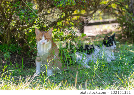 小貓在樹蔭下休息 小貓在樹蔭下休息 132151331