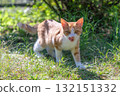 A kitten approaches while licking its lips A kitten approaches while licking its lips 132151332