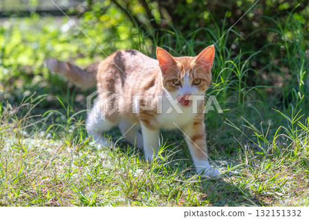 一隻小貓舔著嘴唇走近 132151332