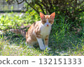 Commemorative photo of kittens Commemorative photo of kittens 132151333