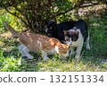 Three kittens relaxing in the shade of a tree Three kittens relaxing in the shade of a tree 132151334