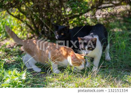 Three kittens relaxing in the shade of a tree Three kittens relaxing in the shade of a tree 132151334