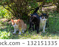 Three kittens gathered in the shade of a tree Three kittens gathered in the shade of a tree 132151335