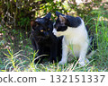 Talking kittens Talking kittens 132151337