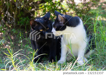 會說話的小貓 會說話的小貓 132151337