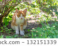 Commemorative photo of kittens Commemorative photo of kittens 132151339