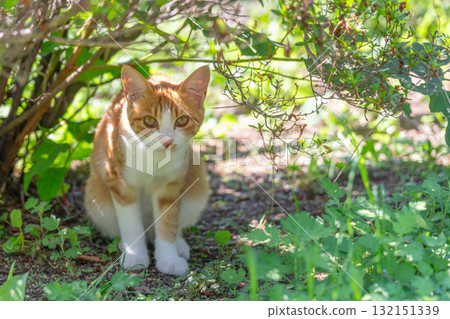 Commemorative photo of kittens Commemorative photo of kittens 132151339