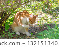 Kitten licking its front paw Kitten licking its front paw 132151340