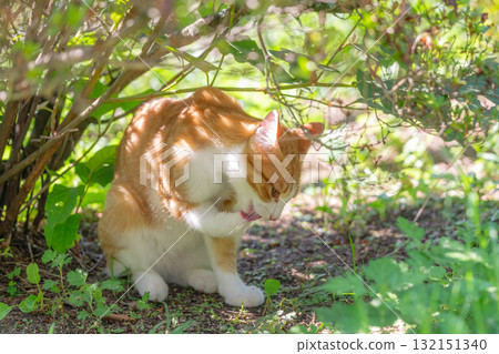 Kitten licking its front paw Kitten licking its front paw 132151340
