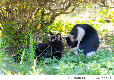 Kitten relaxing in the shade of a tree Kitten relaxing in the shade of a tree 132151341