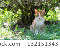 Commemorative photo of kittens Commemorative photo of kittens 132151343